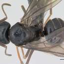 Image of jet black ant