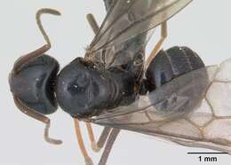 Image of Jet Ant