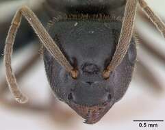 Image of Jet Ant