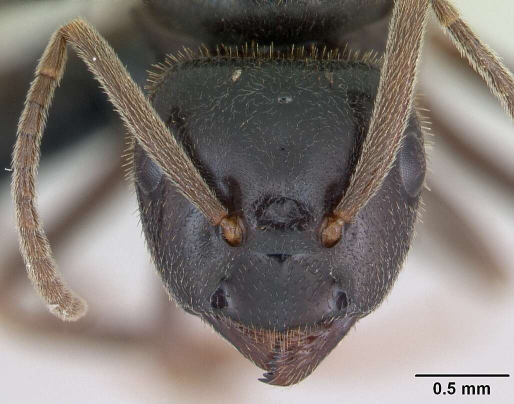 Image of Jet Ant