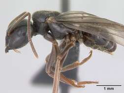 Image of Jet Ant