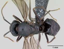 Image of Jet Ant