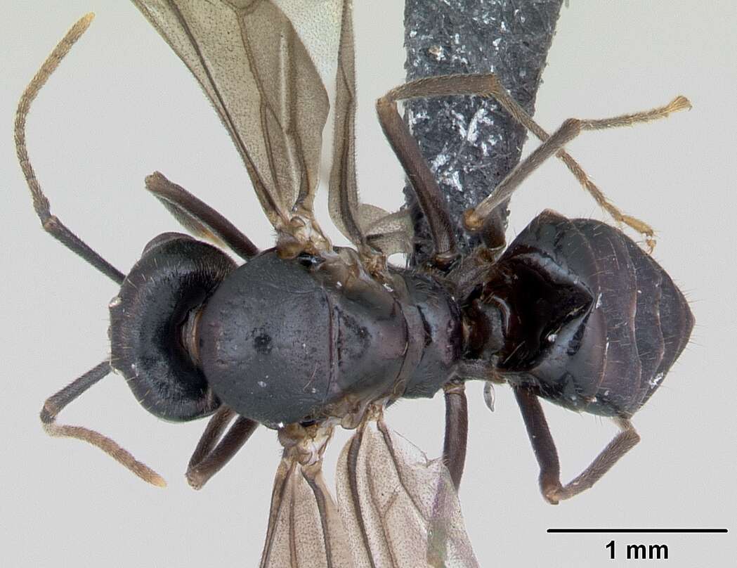 Image of Jet Ant