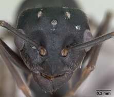 Image of Jet Ant