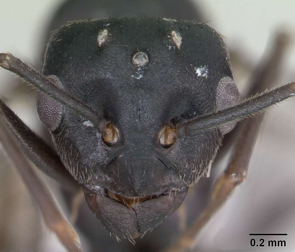 Image of Jet Ant