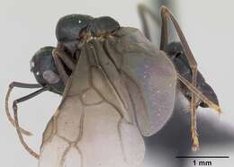 Image of Jet Ant