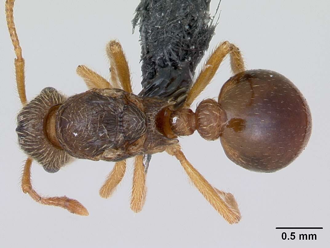 Image of Myrmica karavajevi (Arnol'di 1930)