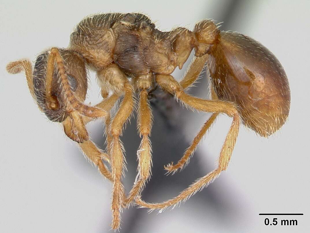 Image of Myrmica karavajevi (Arnol'di 1930)