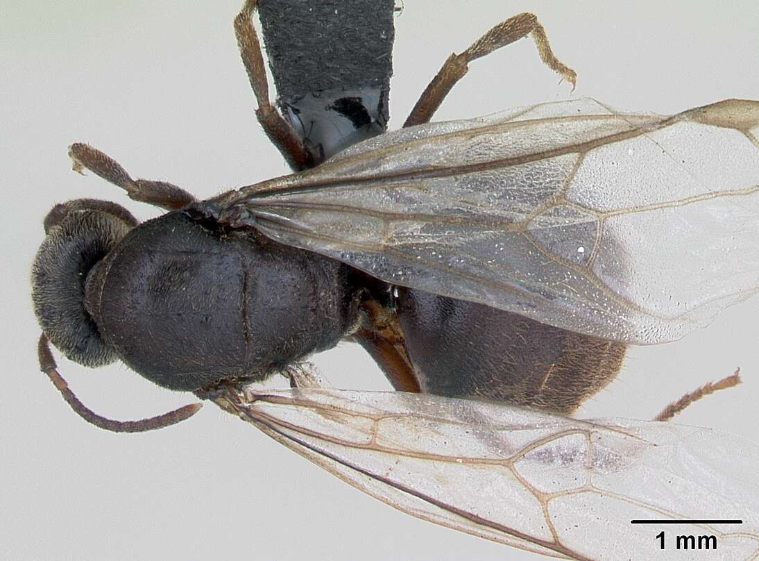 Imagem de Lasius platythorax Seifert 1991