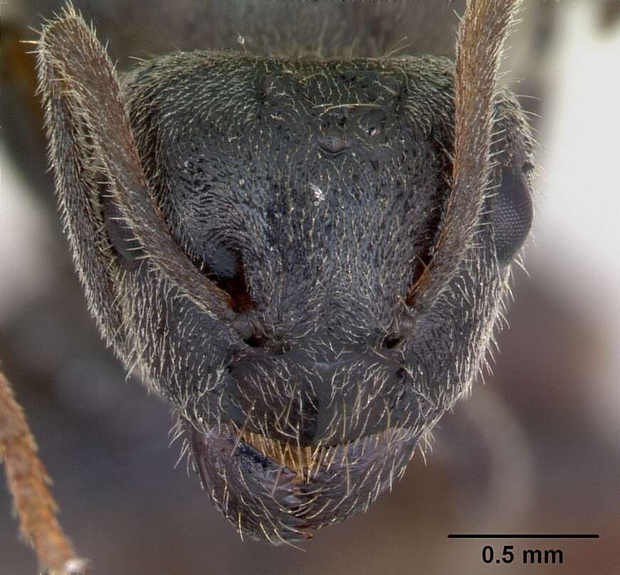 Imagem de Lasius platythorax Seifert 1991