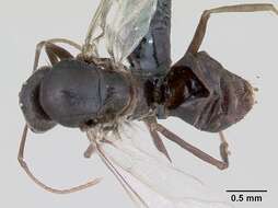 Imagem de Lasius platythorax Seifert 1991