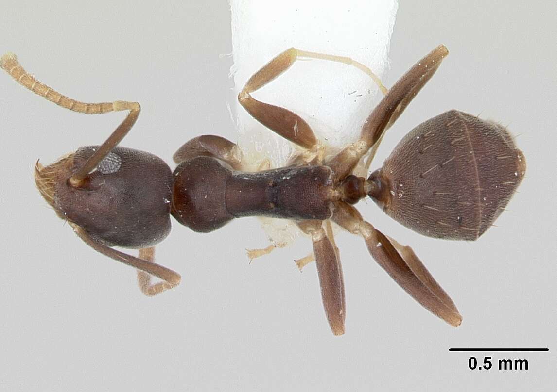 Image of Technomyrmex vitiensis