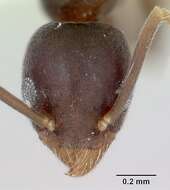 Image of Technomyrmex vitiensis