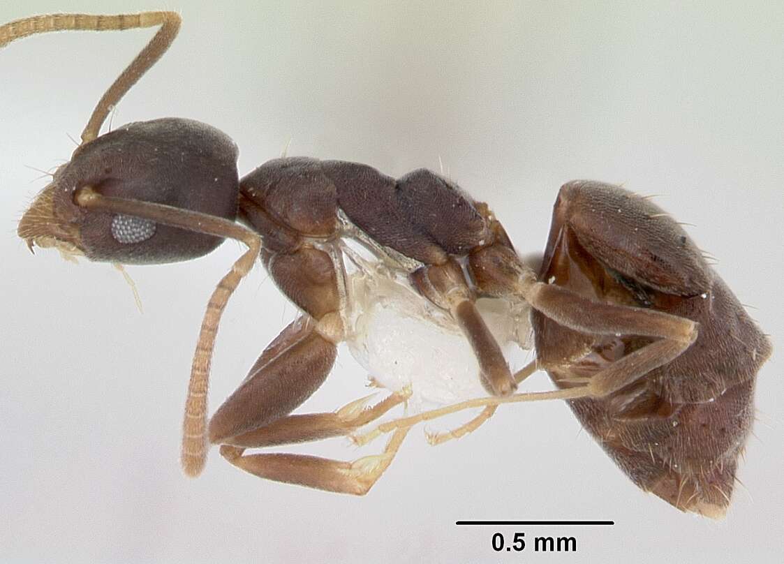 Image of Technomyrmex vitiensis