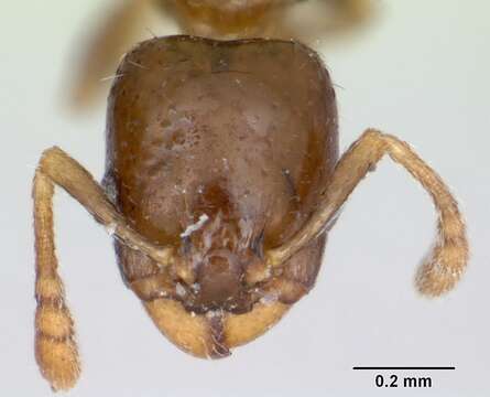 Image of Gauromyrmex