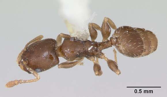 Image of Gauromyrmex