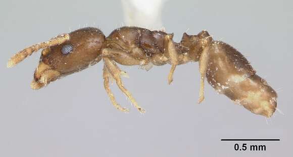 Image of Gauromyrmex