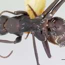 Image of Camponotus niveosetosus Mayr 1862