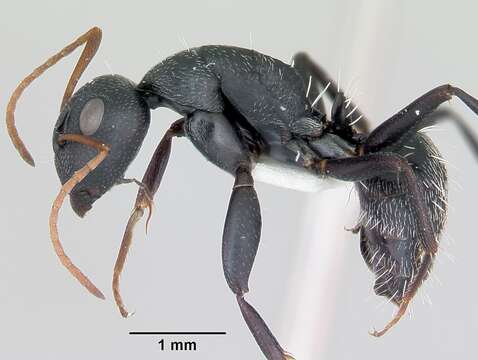 Image of Camponotus grandidieri Forel 1886