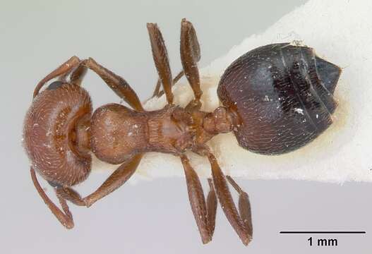 Image of Crematogaster aegyptiaca Mayr 1862