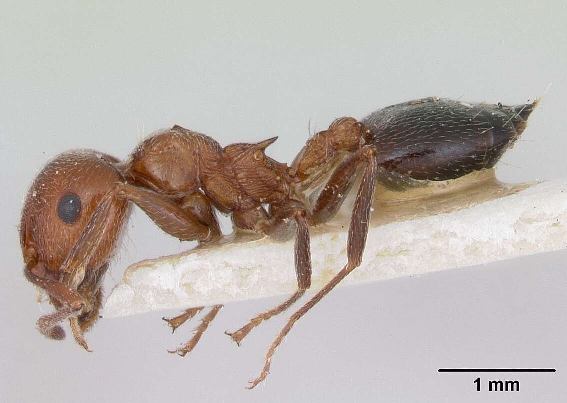 Image of Crematogaster aegyptiaca Mayr 1862