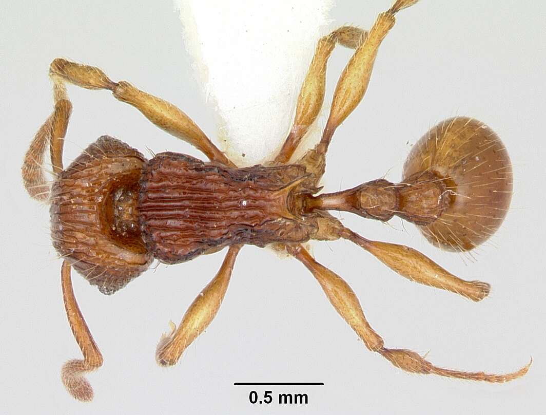 Image of Tetramorium isectum Bolton 1979