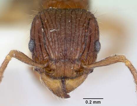 صورة Tetramorium plesiarum Bolton 1979