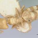 Image of Tapinoma williamsi (Wheeler 1935)