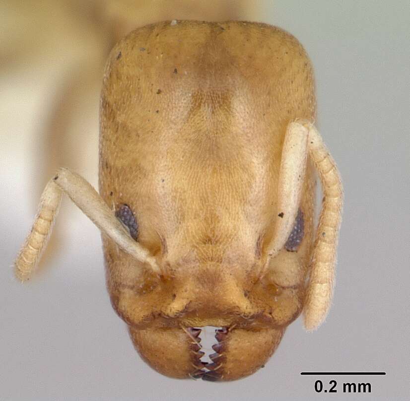 Image of Tapinoma annandalei (Wheeler 1928)