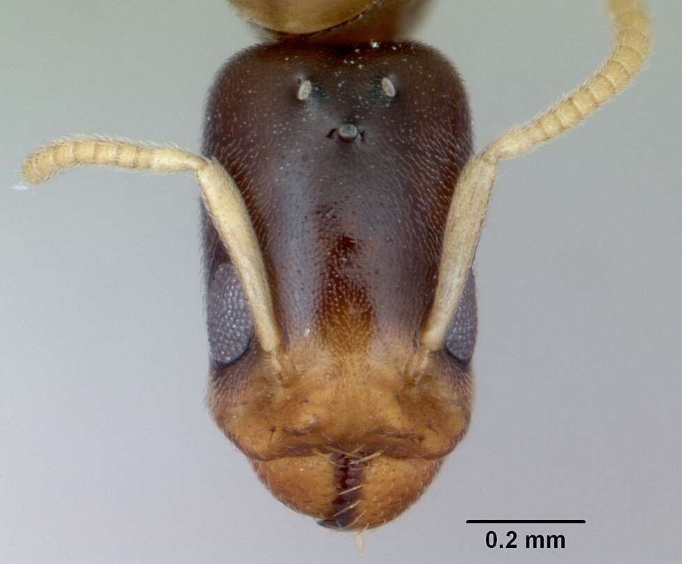 Image of Tapinoma annandalei (Wheeler 1928)