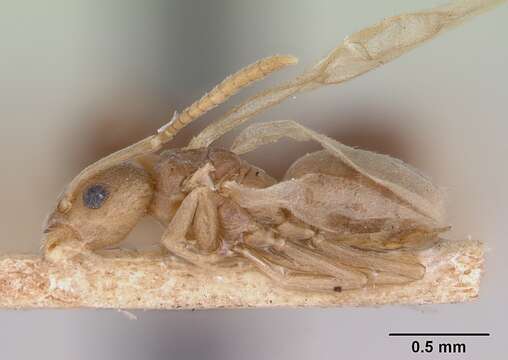 Image of Odorous House Ant