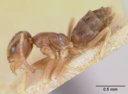 Image of Odorous House Ant