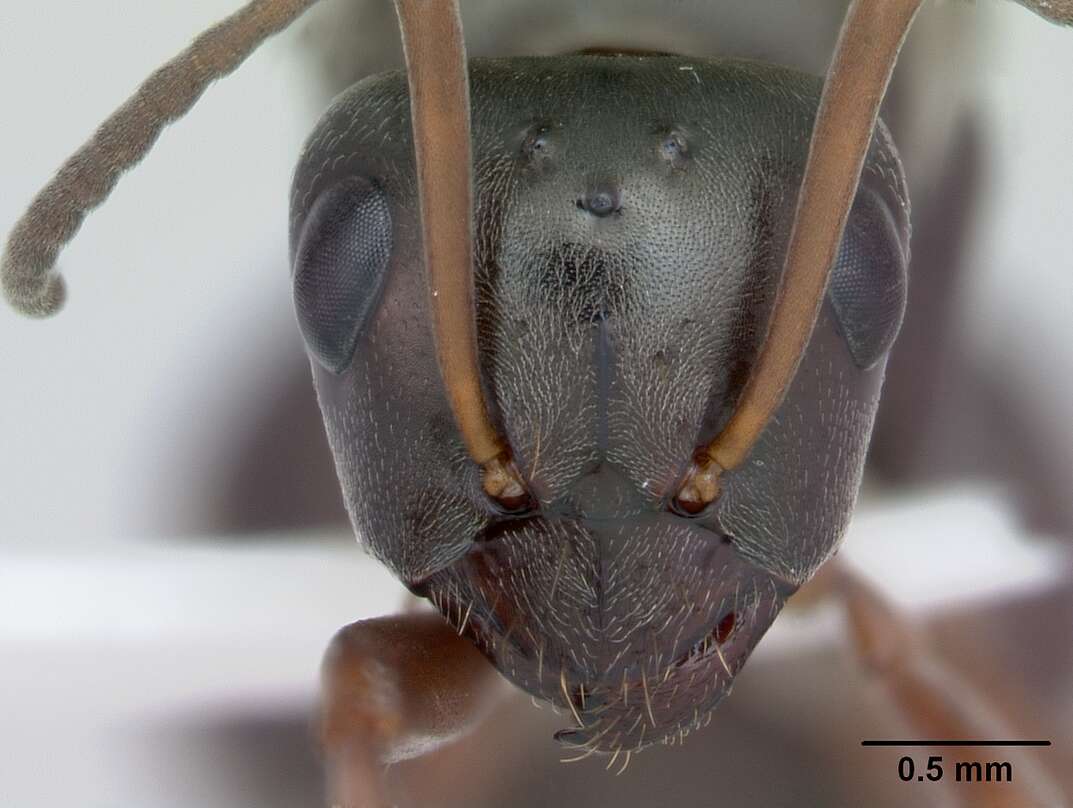 Image of Formica subaenescens Emery 1893