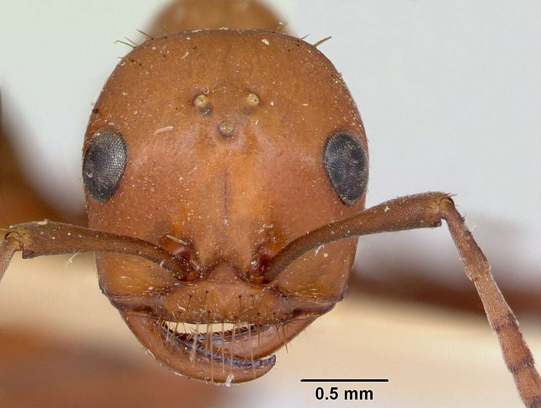 Image of <i>Polyergus sanwaldi</i>