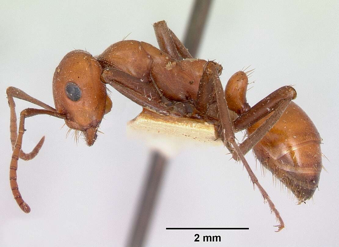 Image of <i>Polyergus sanwaldi</i>