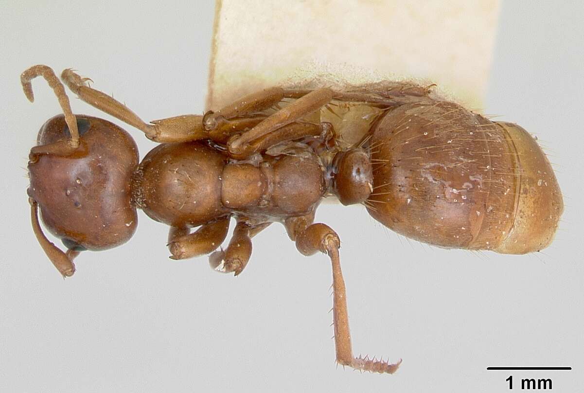 Image of Polyergus mexicanus