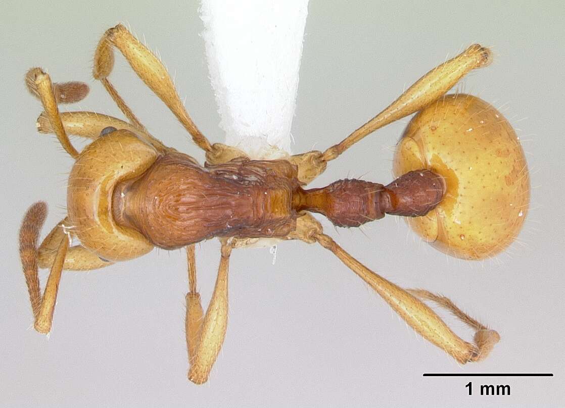 Image of Syllophopsis aureorugosa