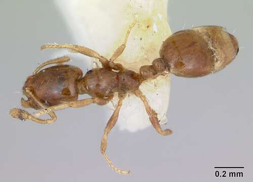 Image of Monomorium antipodum Forel 1901