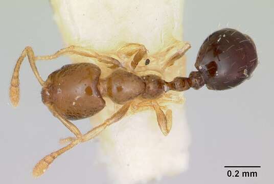 Image of Monomorium antipodum Forel 1901