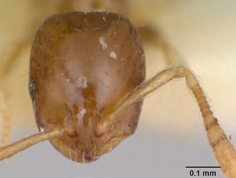 Image of Monomorium antipodum Forel 1901