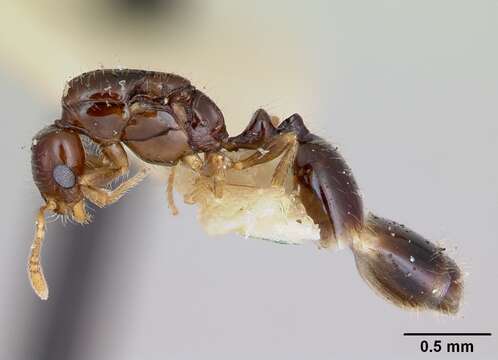 Image of Monomorium antipodum Forel 1901