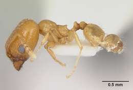 Image of <i>Pheidole aurea</i>