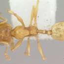 Image of Pheidole marcidula Wheeler 1908