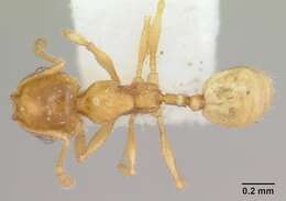 Image of Pheidole marcidula Wheeler 1908