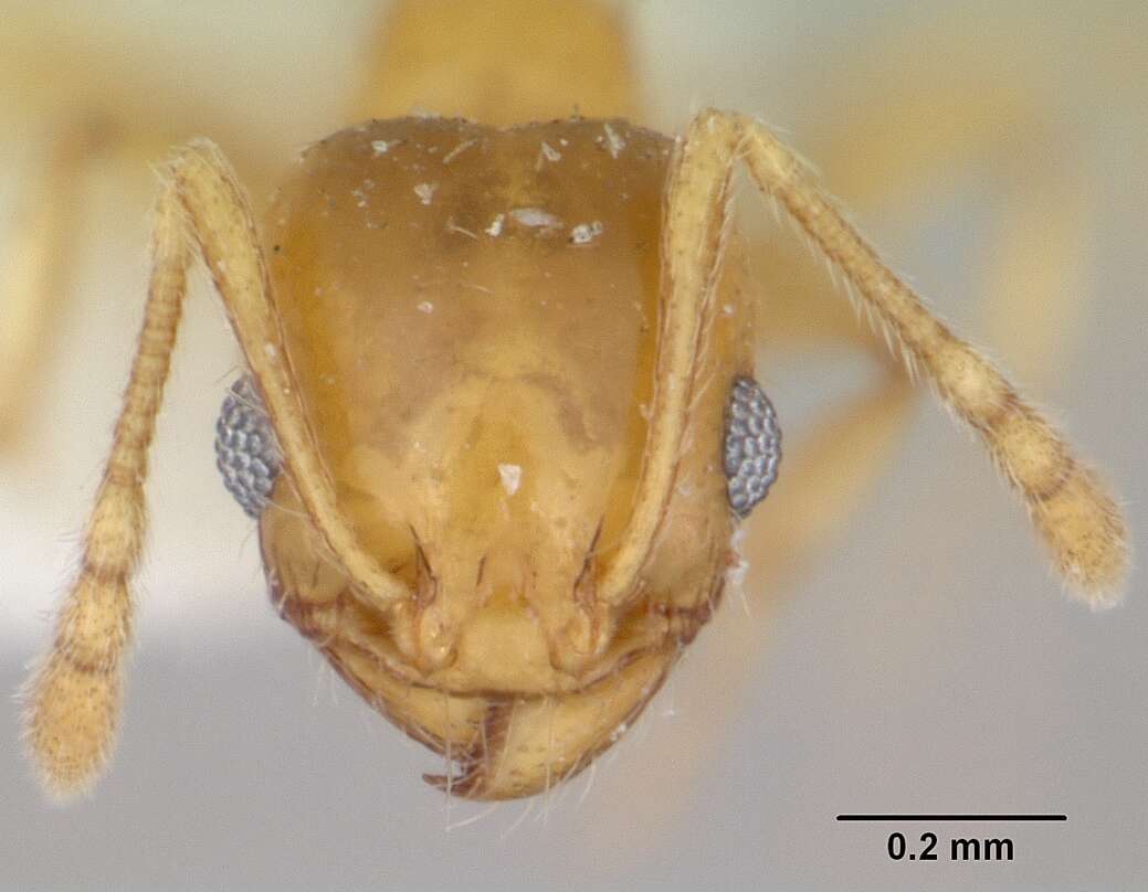 Image of Pheidole marcidula Wheeler 1908