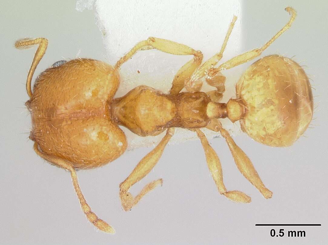 Image of Pheidole marcidula Wheeler 1908