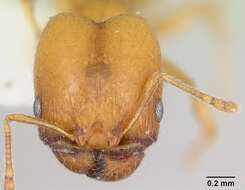 Image of Pheidole marcidula Wheeler 1908