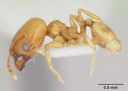 Image of Pheidole marcidula Wheeler 1908