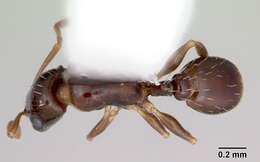 Image of Temnothorax bristoli