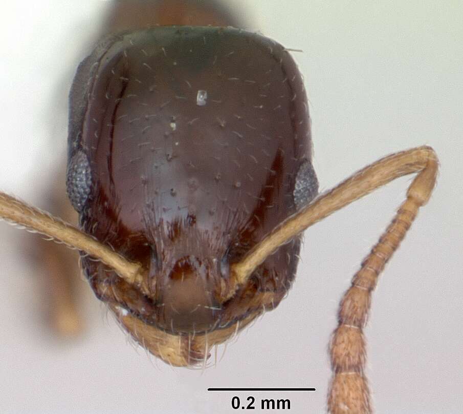 Image of Temnothorax bristoli